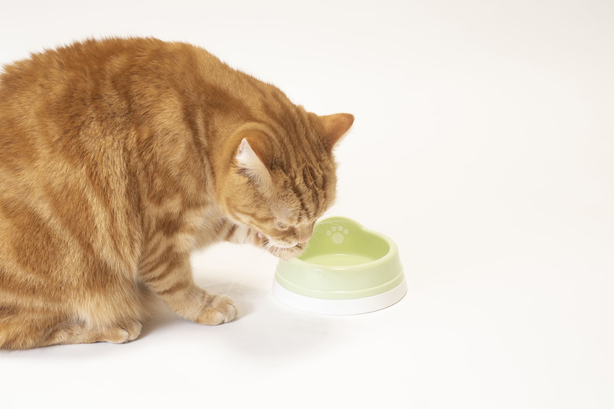 猫にウォーターサーバーのお水を飲ませても平気！ただし冷水や硬水には要注意